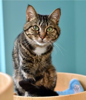 Max is part of the Kitty Keeper program Max was adopted as a kitten a few years ago but never