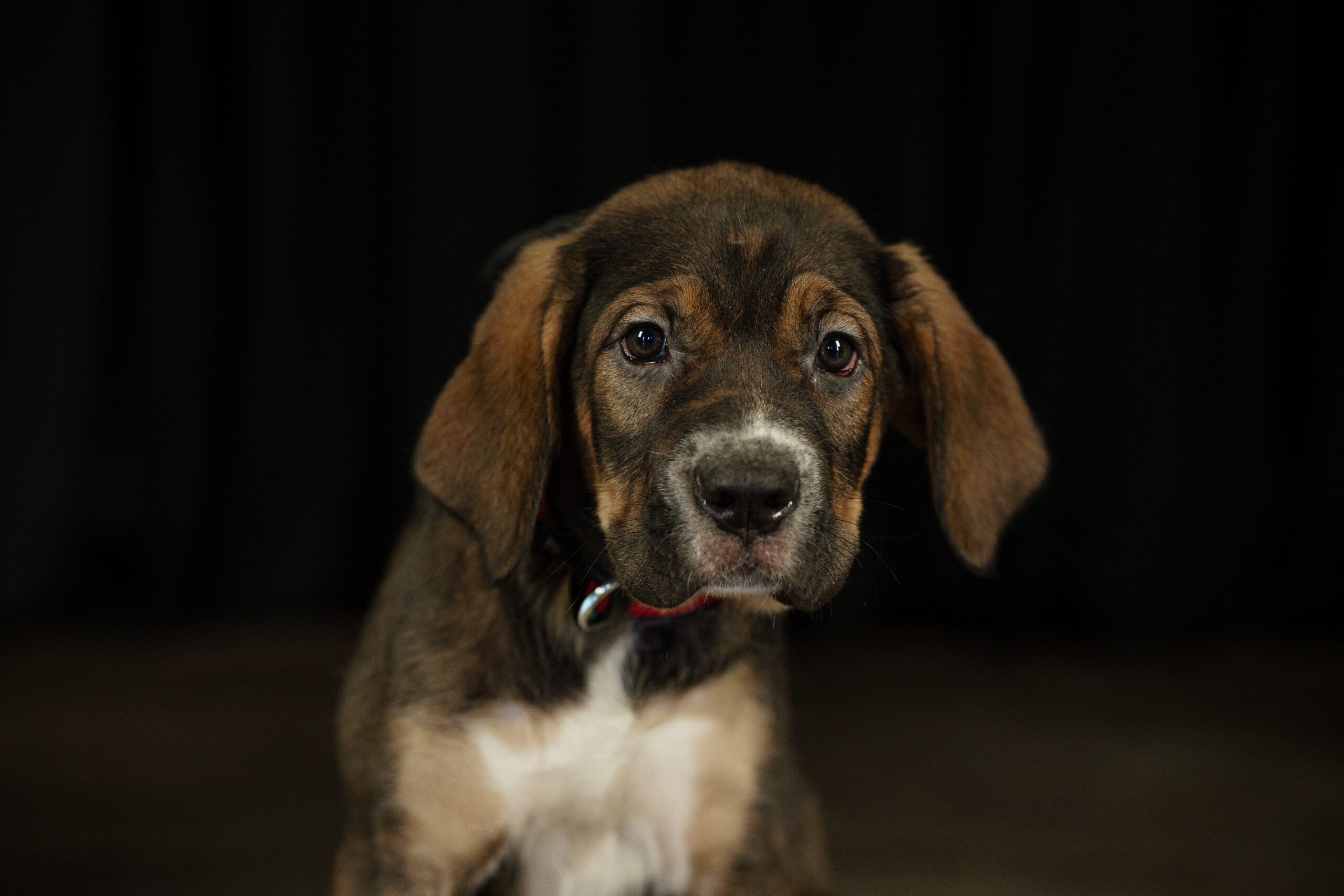 Hazel, an adoptable Bullmastiff, German Shepherd Dog in Duart, ON, N0L 1H0 | Photo Image 1