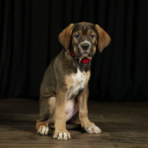 Hazel, an adoptable Bullmastiff, German Shepherd Dog in Duart, ON, N0L 1H0 | Photo Image 2