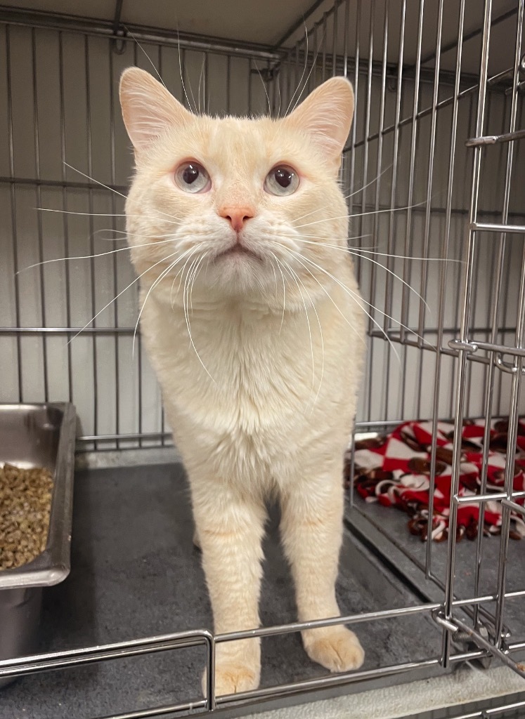 Bon Bon, an adoptable Domestic Long Hair in Rock Springs, WY, 82901 | Photo Image 1