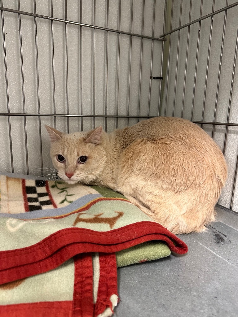 Bon Bon, an adoptable Domestic Long Hair in Rock Springs, WY, 82901 | Photo Image 2