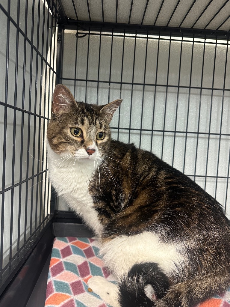 Stevie, an adoptable Domestic Medium Hair in Rock Springs, WY, 82901 | Photo Image 1