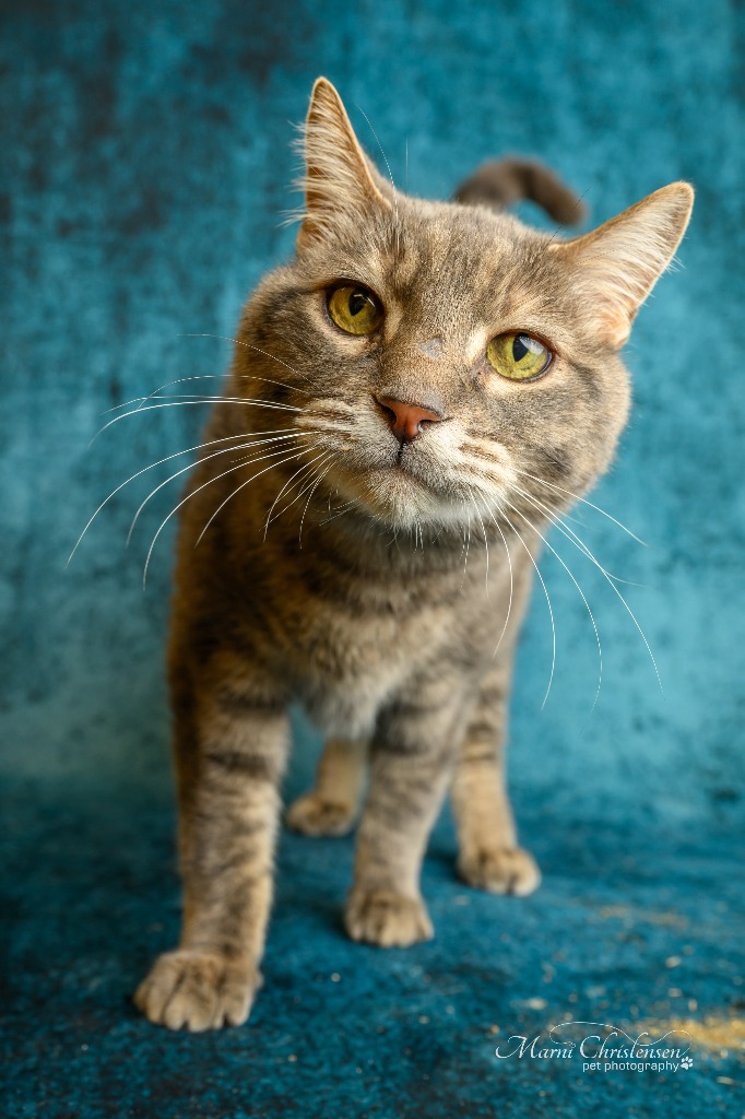 Edison, an adoptable Domestic Short Hair in Rock Springs, WY, 82901 | Photo Image 1