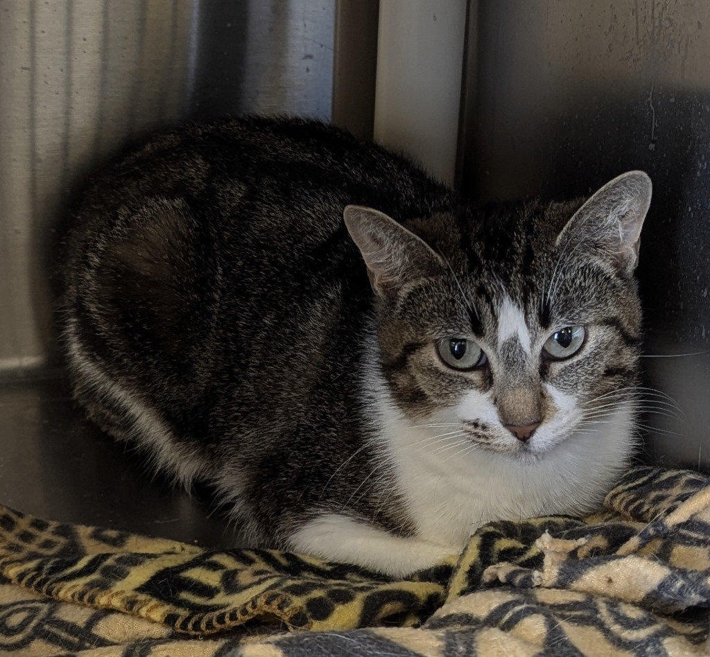 Daphne, an adoptable Domestic Short Hair in Havre, MT, 59501 | Photo Image 1