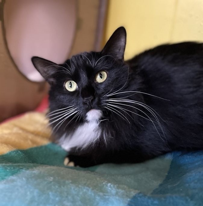 Cassie, an adoptable Domestic Medium Hair in Ogden, UT, 84409 | Photo Image 1