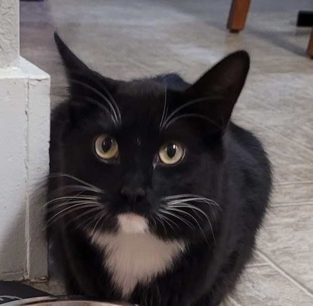 Cassie, an adoptable Domestic Medium Hair in Ogden, UT, 84409 | Photo Image 2