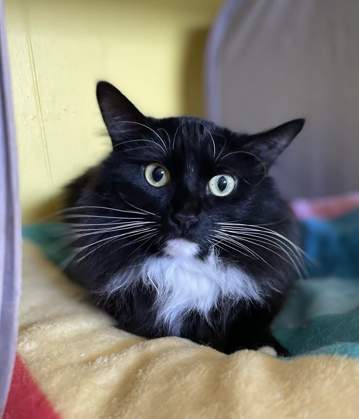 Cassie, an adoptable Domestic Medium Hair in Ogden, UT, 84409 | Photo Image 3