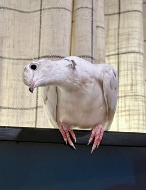 Rocky is a domestic ringneck dove who came to Palomacy when his person passed away He is a sweet bo