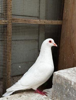 Big King pigeon Freddie started out in the aviary by trying to take over Kenny  Hermiones nest box