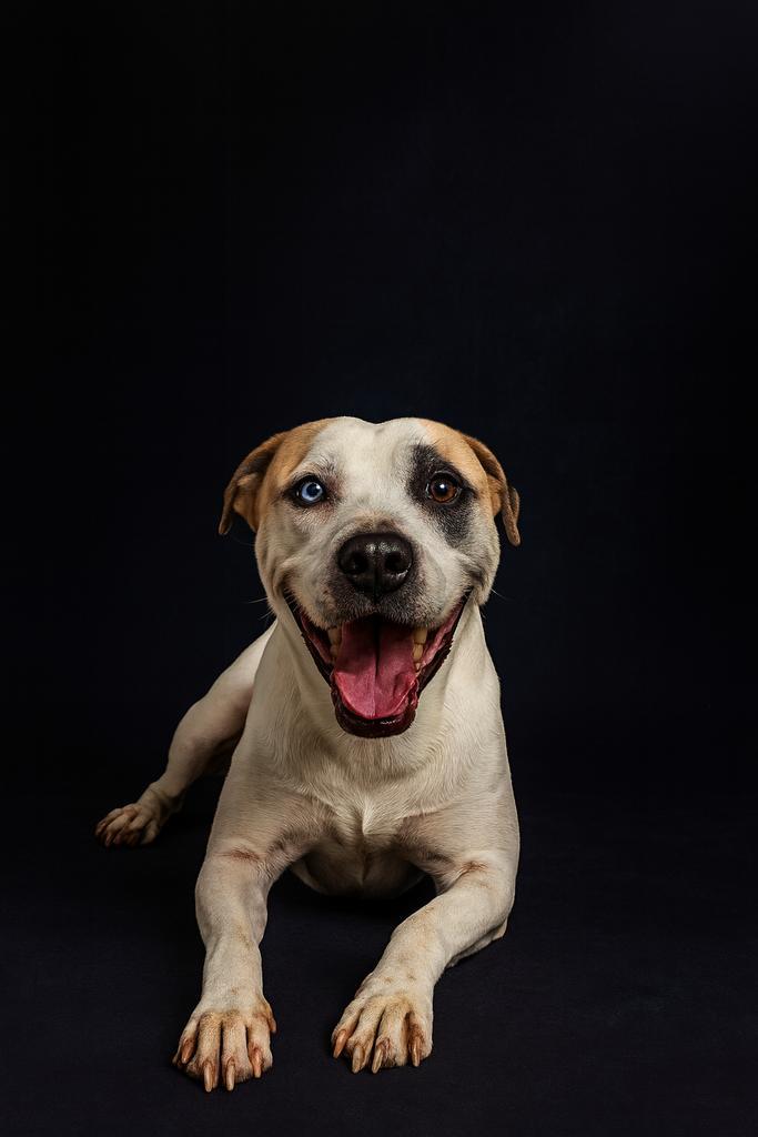 BLUEY, an adoptable Mixed Breed in Florence, SC, 29506 | Photo Image 1