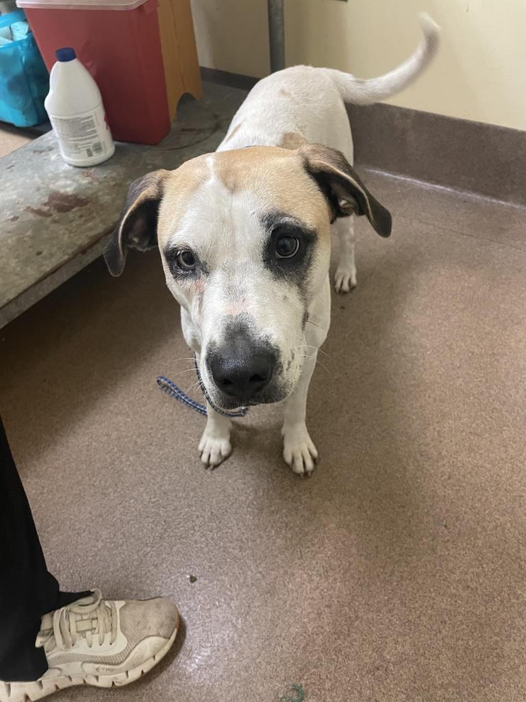 BLUEY, an adoptable Mixed Breed in Florence, SC, 29506 | Photo Image 2