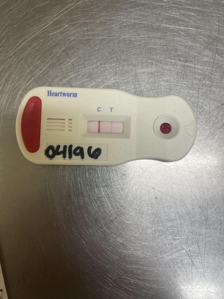 BLUEY, an adoptable Mixed Breed in Florence, SC, 29506 | Photo Image 3