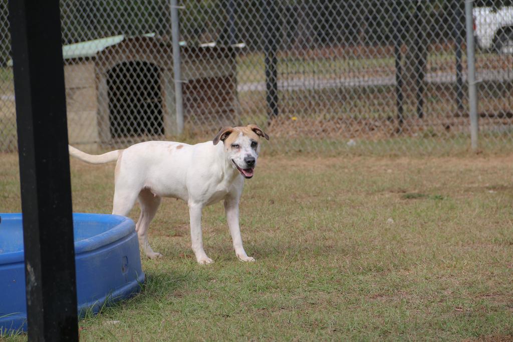 BLUEY, an adoptable Mixed Breed in Florence, SC, 29506 | Photo Image 4