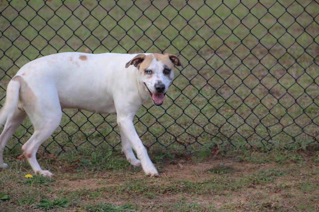 BLUEY, an adoptable Mixed Breed in Florence, SC, 29506 | Photo Image 5