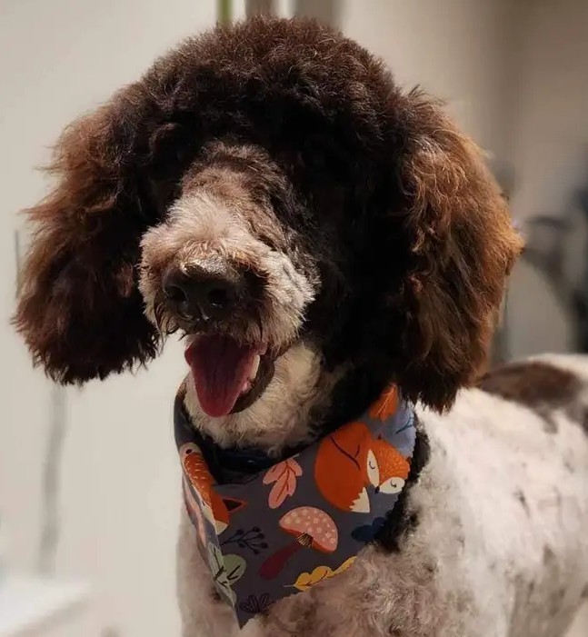 Jersey, an adoptable Standard Poodle in Gatineau, QC, J8T 5J1 | Photo Image 1