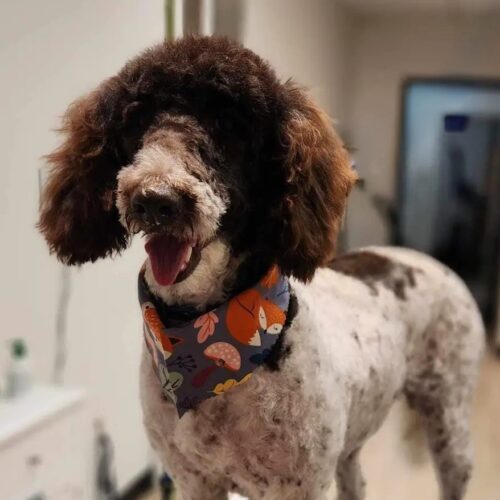 Jersey, an adoptable Standard Poodle in Gatineau, QC, J8T 5J1 | Photo Image 4