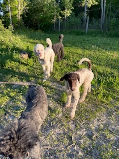 Jersey, an adoptable Standard Poodle in Gatineau, QC, J8T 5J1 | Photo Image 5