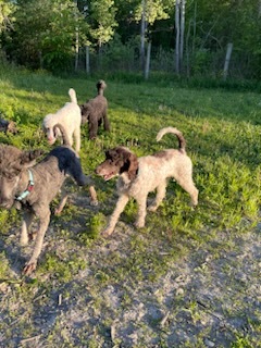 Jersey, an adoptable Standard Poodle in Gatineau, QC, J8T 5J1 | Photo Image 6