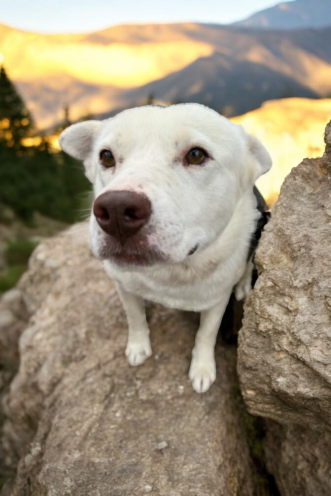 Albo, an adoptable Australian Shepherd in Gallup, NM, 87301 | Photo Image 2