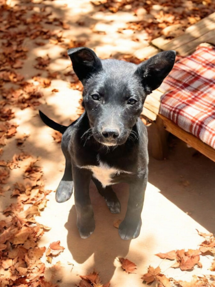 Emerald "Emme", an adoptable Border Collie in Gallup, NM, 87301 | Photo Image 1