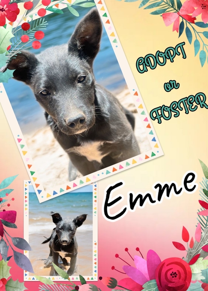 Emerald "Emme", an adoptable Border Collie in Gallup, NM, 87301 | Photo Image 2