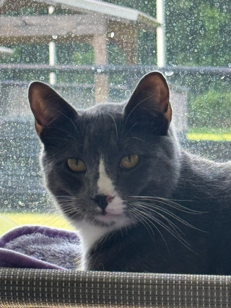Simon