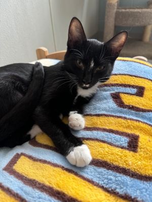 Ireland, Young Female Domestic Short Hair