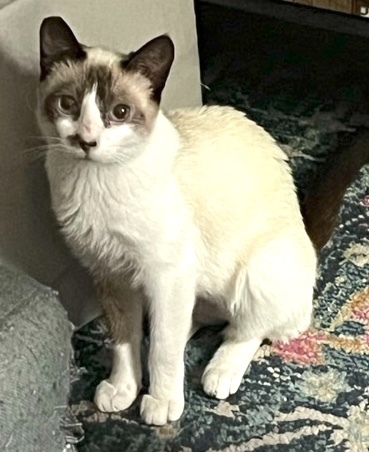 Missy, an adoptable Snowshoe, Domestic Short Hair in Encinitas, CA, 92023 | Photo Image 1