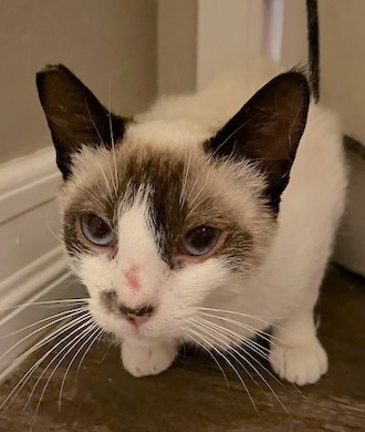 Missy, an adoptable Snowshoe, Domestic Short Hair in Encinitas, CA, 92023 | Photo Image 2