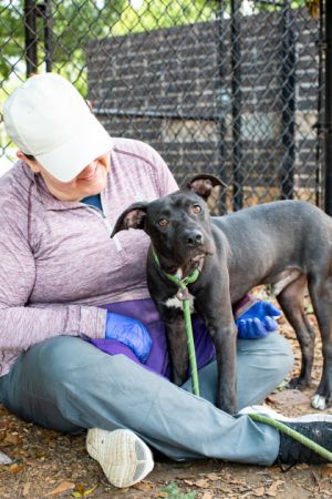 Wouldnt it be great to have your very own butler Now you can by adopting this sweet puppy named Bu