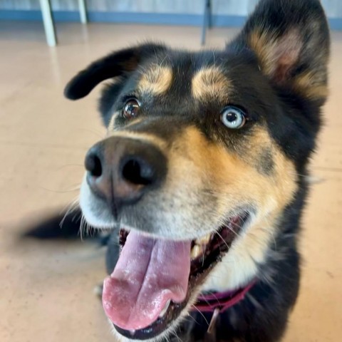 Juno, an adoptable German Shepherd Dog, Husky in Idaho Falls, ID, 83402 | Photo Image 1