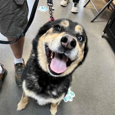 Juno, an adoptable German Shepherd Dog, Husky in Idaho Falls, ID, 83402 | Photo Image 2