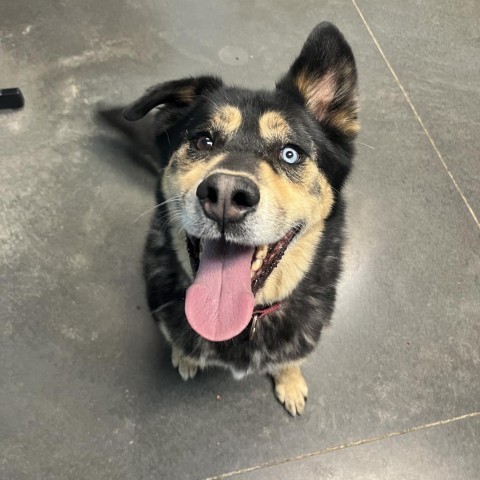 Juno, an adoptable German Shepherd Dog, Husky in Idaho Falls, ID, 83402 | Photo Image 2