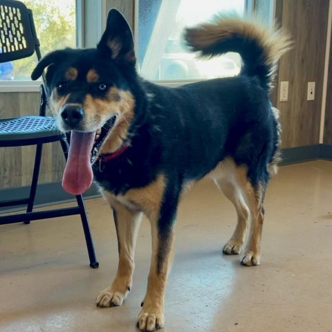 Juno, an adoptable German Shepherd Dog, Husky in Idaho Falls, ID, 83402 | Photo Image 4