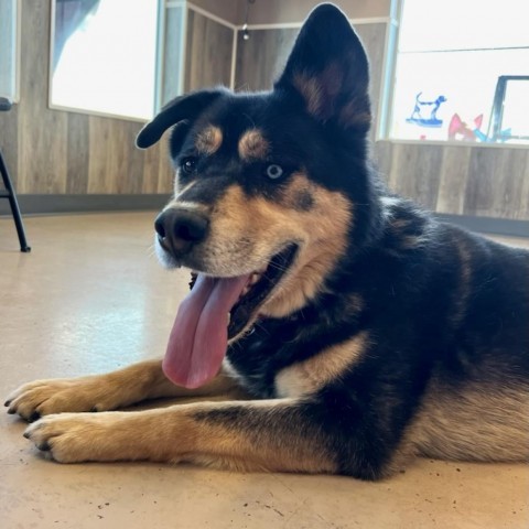 Juno, an adoptable German Shepherd Dog, Husky in Idaho Falls, ID, 83402 | Photo Image 5