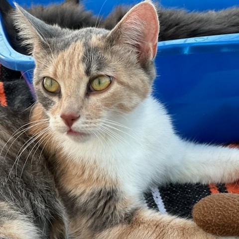 Roseanne, an adoptable Domestic Short Hair in North Battleford, SK, S9A 2M7 | Photo Image 1