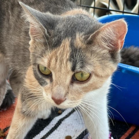 Roseanne, an adoptable Domestic Short Hair in North Battleford, SK, S9A 2M7 | Photo Image 2