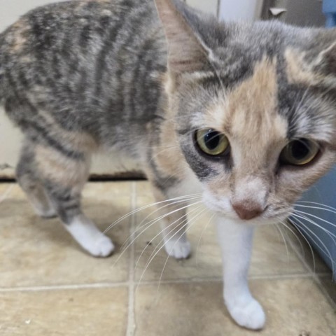 Roseanne, an adoptable Domestic Short Hair in North Battleford, SK, S9A 2M7 | Photo Image 3