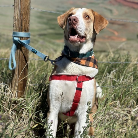 Barnaby, an adoptable Shepherd, Mixed Breed in Lander, WY, 82520 | Photo Image 1