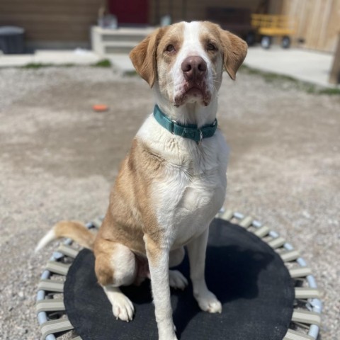 Barnaby, an adoptable Shepherd, Mixed Breed in Lander, WY, 82520 | Photo Image 2