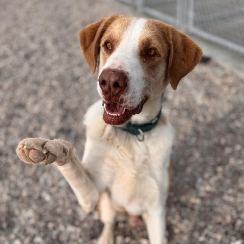 Barnaby, an adoptable Shepherd, Mixed Breed in Lander, WY, 82520 | Photo Image 3