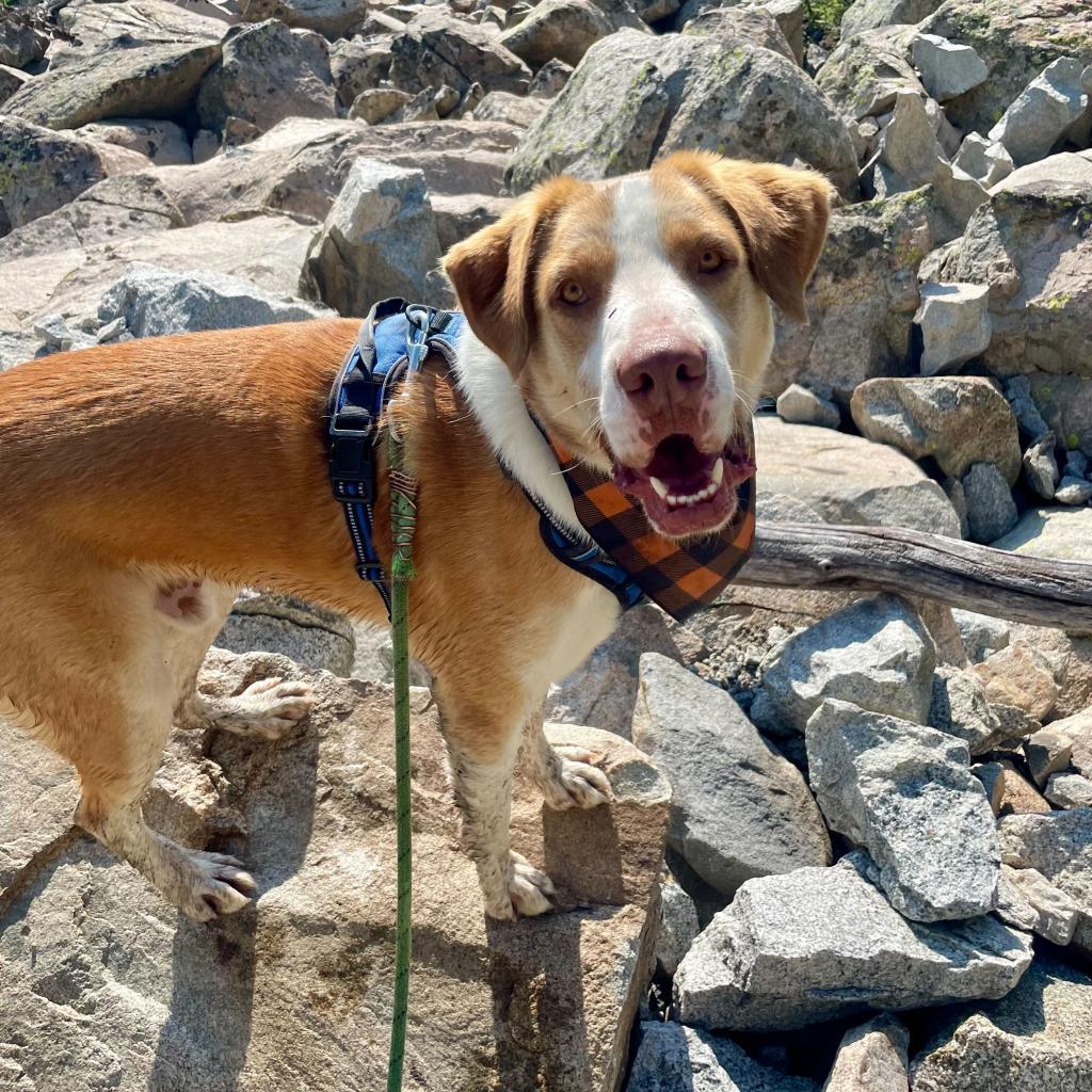 Barnaby, an adoptable Shepherd, Mixed Breed in Lander, WY, 82520 | Photo Image 3