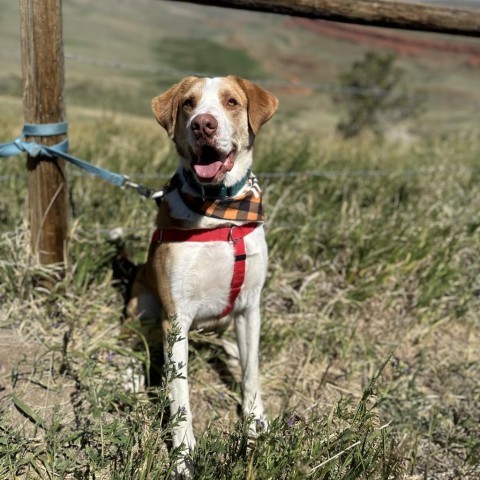 Barnaby, an adoptable Shepherd, Mixed Breed in Lander, WY, 82520 | Photo Image 4