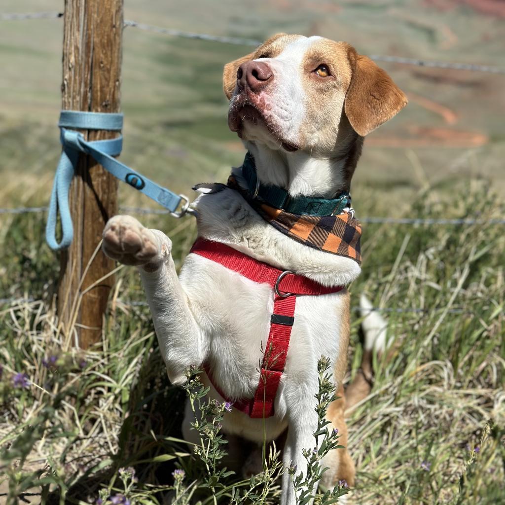 Barnaby, an adoptable Shepherd, Mixed Breed in Lander, WY, 82520 | Photo Image 4