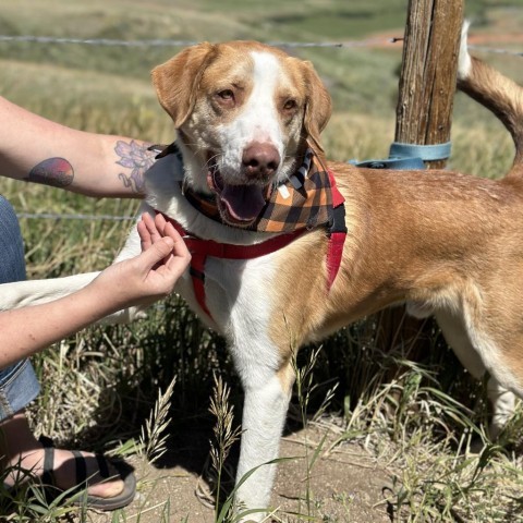 Barnaby, an adoptable Shepherd, Mixed Breed in Lander, WY, 82520 | Photo Image 5