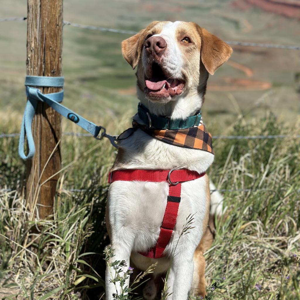 Barnaby, an adoptable Shepherd, Mixed Breed in Lander, WY, 82520 | Photo Image 5