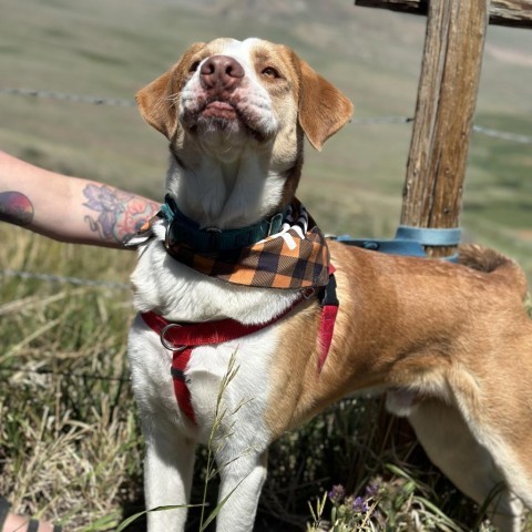 Barnaby, an adoptable Shepherd, Mixed Breed in Lander, WY, 82520 | Photo Image 6