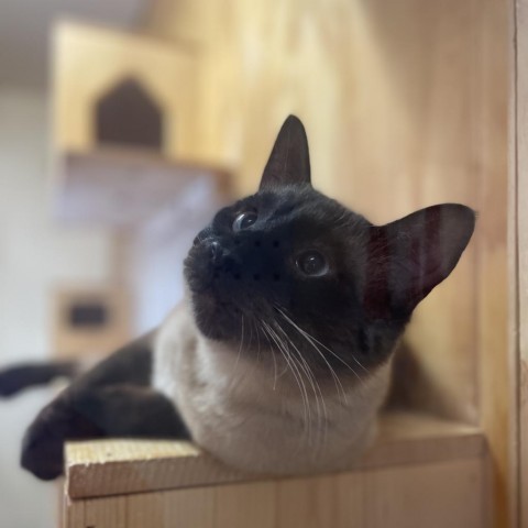 Catthew, an adoptable Siamese in Lander, WY, 82520 | Photo Image 1