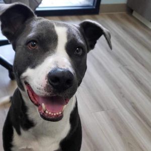 Parker, Adult Male American Staffordshire Terrier