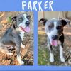 Parker photo 2